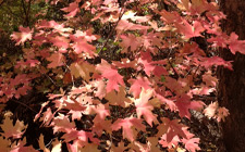 Local Maple Trees of Park City taken at Deer Valley