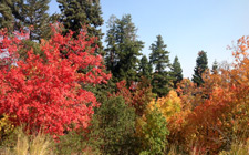 Incredible colors in the local mountains!