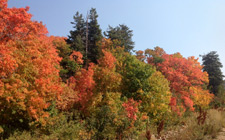 The Wasatch tree color spectacle!